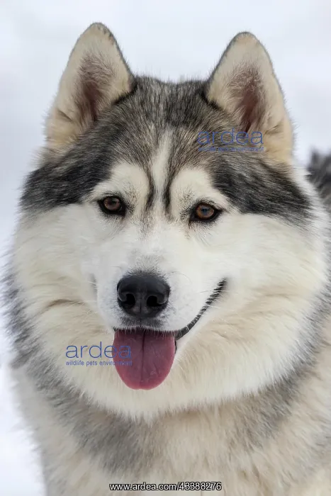 : Husky, sled dog, portrait, Todtmoos, Black Forest : Husky, sled dog, portrait, Todtmoos, Black Forest