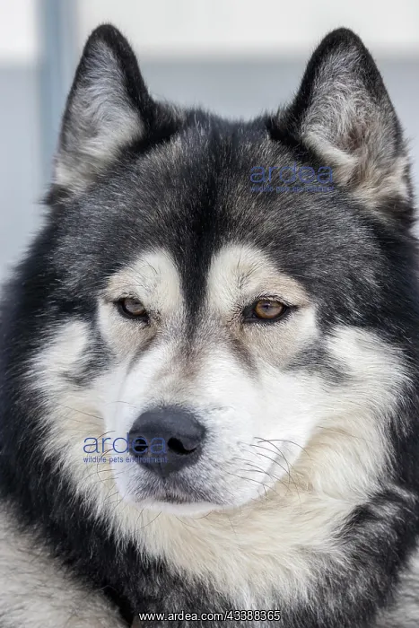: Husky, sled dog, portrait, Todtmoos, Black Forest : Husky, sled dog, portrait, Todtmoos, Black Forest