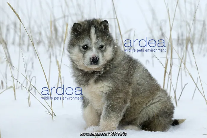  : Husky in the snow