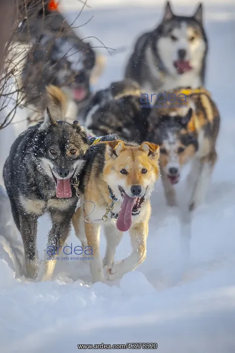 : Husky team - mixed team of different coulered dog : Husky team - mixed team of different coulered dog