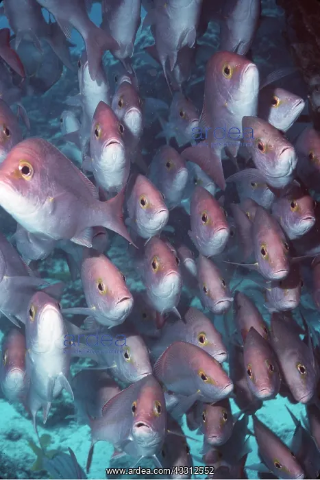 : HUSSAR FISH - Shoal : HUSSAR FISH - Shoal