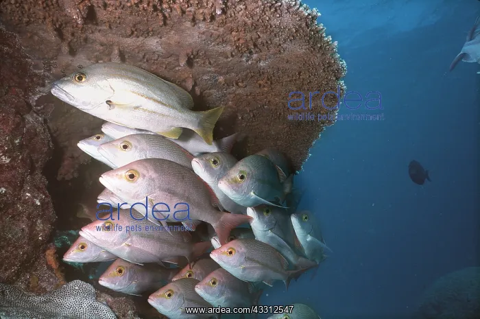 : HUSSAR - SHOAL : HUSSAR - SHOAL