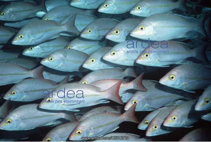 : HUSSAR - SHOAL : HUSSAR - SHOAL