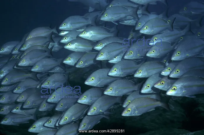 : Hussars / Yellow-banded Sea perch / Snapper - are : Hussars / Yellow-banded Sea perch / Snapper - are