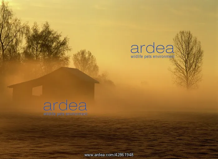  : Hut and mist at sunrise with ground fog