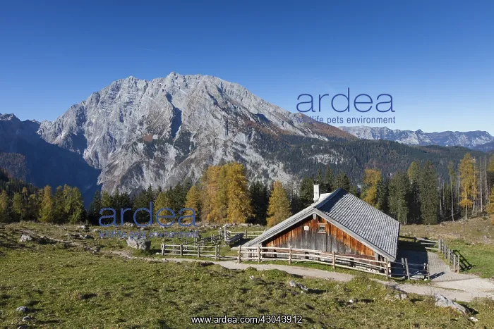 : Hut at Priesbergalm with Mount Watzmann - Berchtesgaden : Hut at Priesbergalm with Mount Watzmann - Berchtesgaden