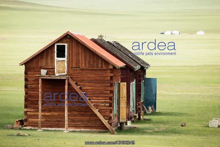 : Huts in the Mongolian steppe, Tsaritsyn Ereg - Province : Huts in the Mongolian steppe, Tsaritsyn Ereg - Province