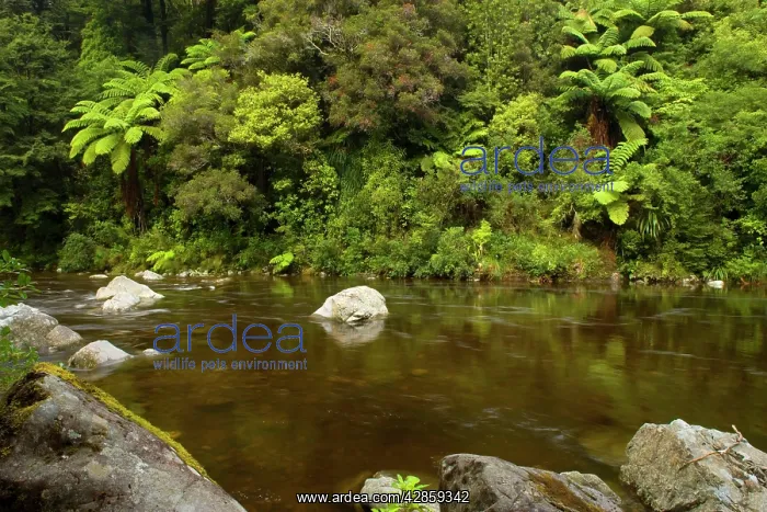 : Hutt River - picturesque Hutt river with dense : Hutt River - picturesque Hutt river with dense