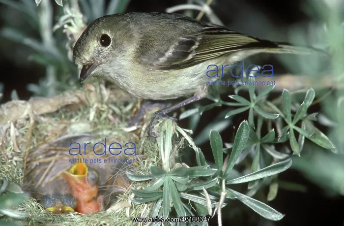 : Hutton's Vireo : Hutton's Vireo