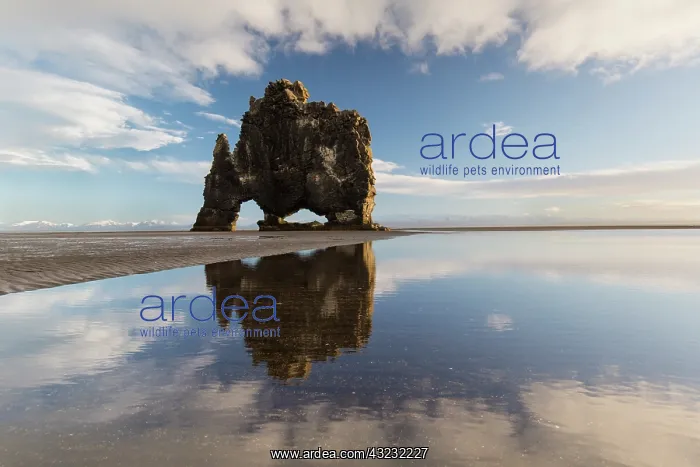 : Hvitserkur 15 m high basalt stack along the eastern : Hvitserkur 15 m high basalt stack along the eastern
