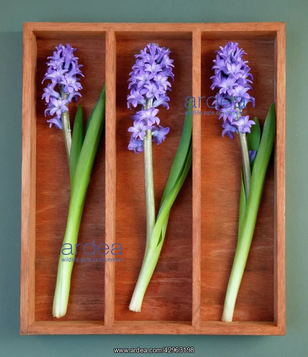 : Hyacinth, Hyacinthus : Hyacinth, Hyacinthus