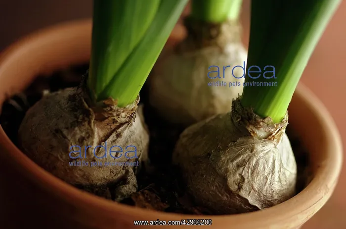 : Hyacinth, Hyacinthus : Hyacinth, Hyacinthus