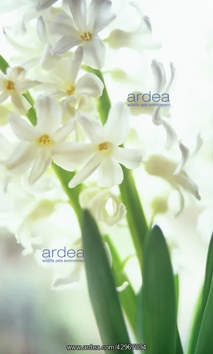 : Hyacinth, Hyacinthus : Hyacinth, Hyacinthus