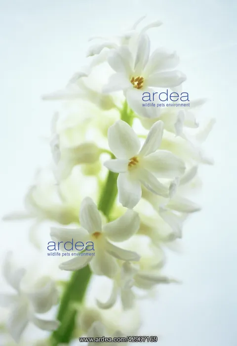 : Hyacinth, Hyacinthus : Hyacinth, Hyacinthus