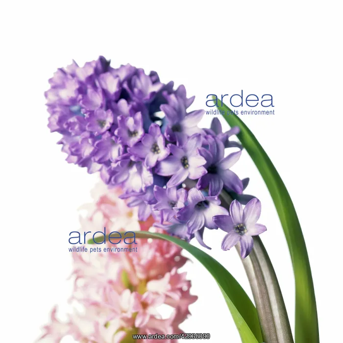 : Hyacinth, Hyacinthus orientalis : Hyacinth, Hyacinthus orientalis