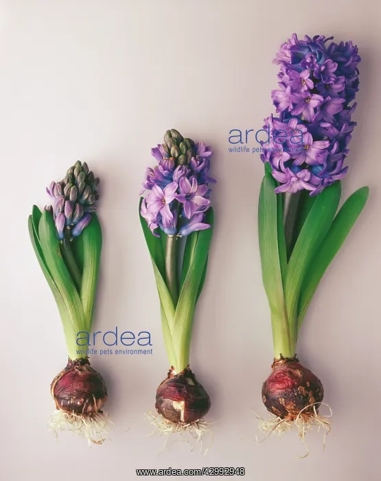 : Hyacinth, Hyacinthus : Hyacinth, Hyacinthus