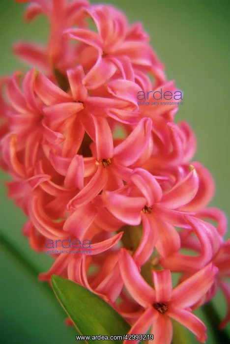 : Hyacinth, Hyacinthus orientalis : Hyacinth, Hyacinthus orientalis
