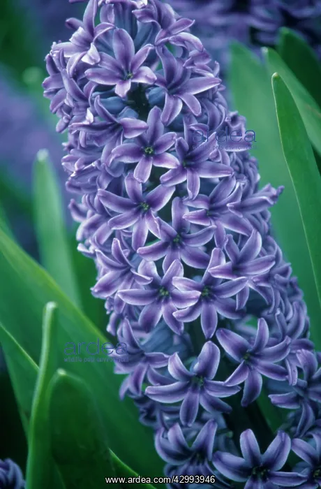 : Hyacinth, Hyacinthus orientalis : Hyacinth, Hyacinthus orientalis