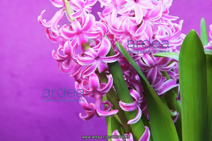 : Hyacinth, Hyacinthus : Hyacinth, Hyacinthus