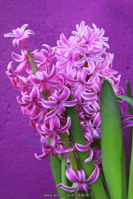 : Hyacinth, Hyacinthus : Hyacinth, Hyacinthus