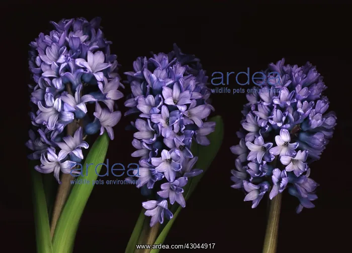 : Hyacinth, Hyacinthus : Hyacinth, Hyacinthus
