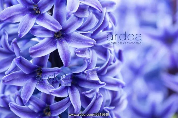 : Hyacinth. England, Dorset, Swannage, Close cropped view of dense spike : Hyacinth. England, Dorset, Swannage, Close cropped view of dense spike