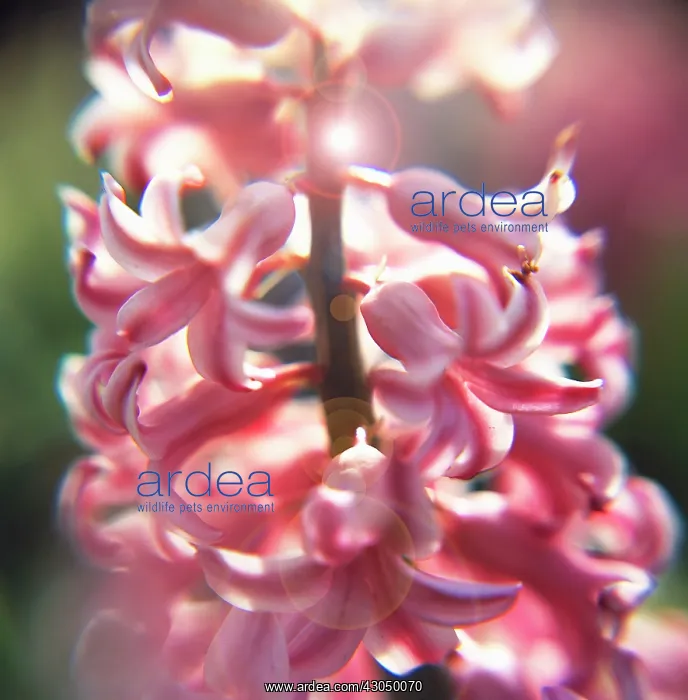 : Hyacinth, Hyacinthus orientalis : Hyacinth, Hyacinthus orientalis