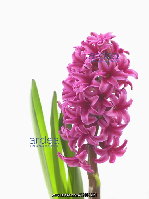 : Hyacinth, Hyacinthus orientalis Woodstock : Hyacinth, Hyacinthus orientalis Woodstock