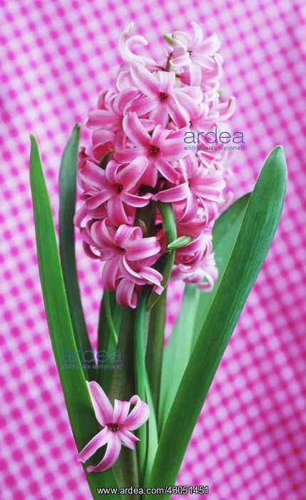 : Hyacinth, Hyacinthus : Hyacinth, Hyacinthus