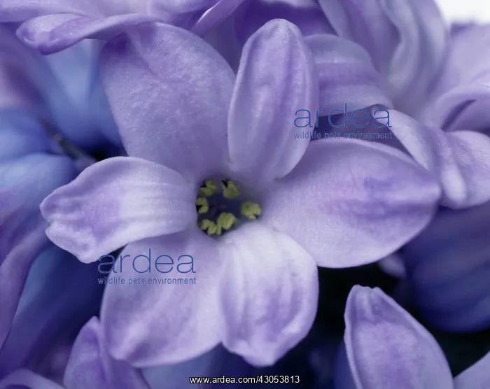 : Hyacinth, Hyacinthus : Hyacinth, Hyacinthus