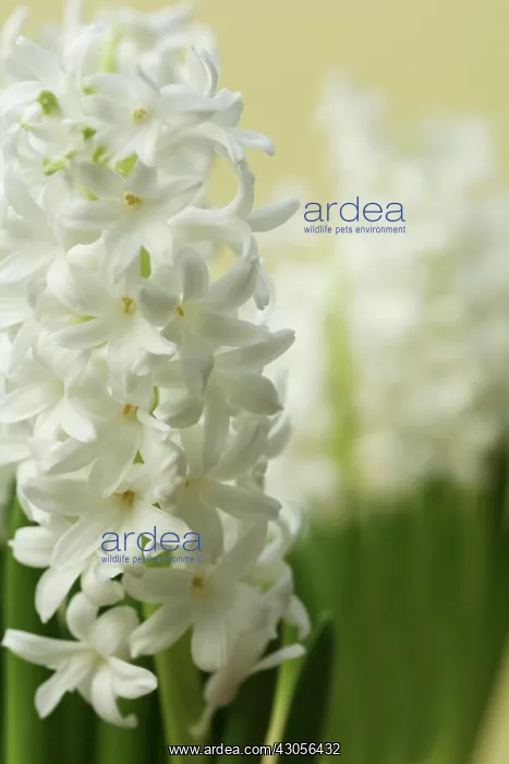: Hyacinth, Hyacinthus : Hyacinth, Hyacinthus