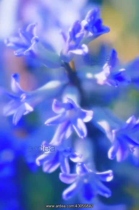 : Hyacinth, Hyacinthus orientalis : Hyacinth, Hyacinthus orientalis