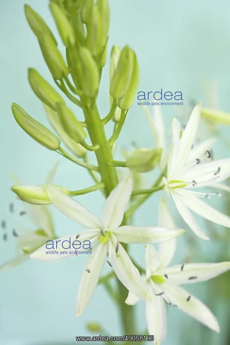 : Hyacinth, Hyacinthus Carnassia : Hyacinth, Hyacinthus Carnassia