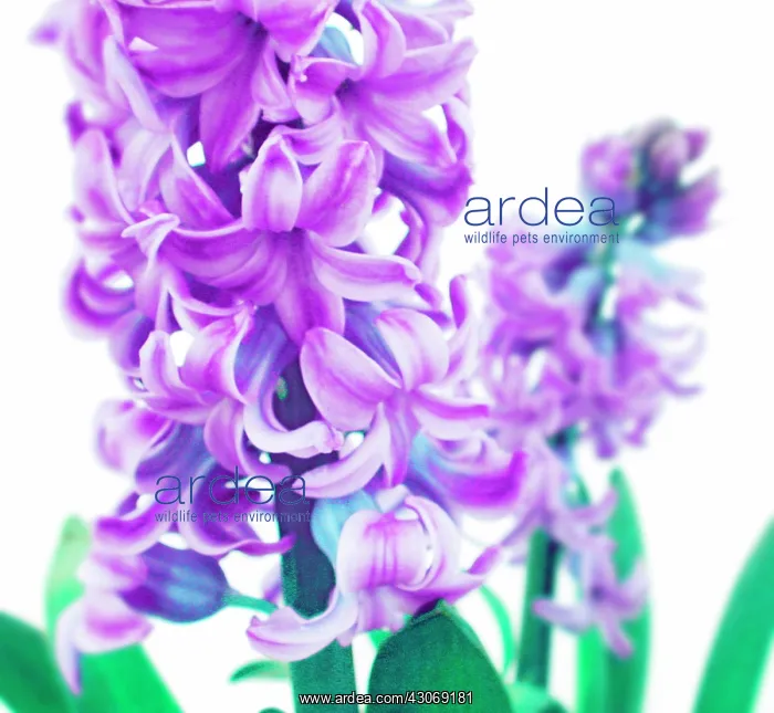 : Hyacinth, Hyacinthus : Hyacinth, Hyacinthus