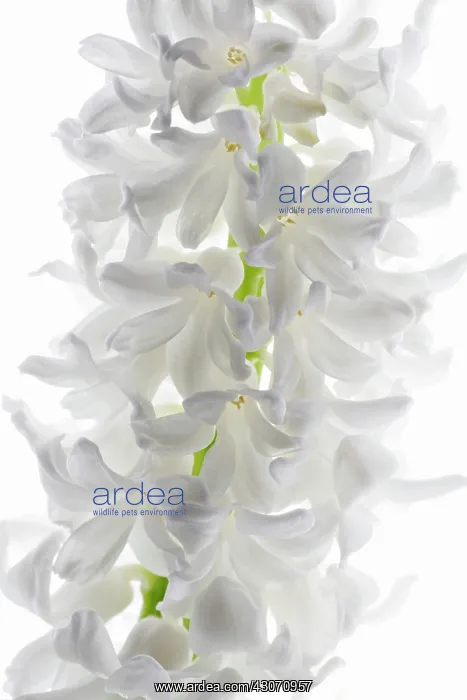 : Hyacinth, Hyacinthoides orientalis : Hyacinth, Hyacinthoides orientalis