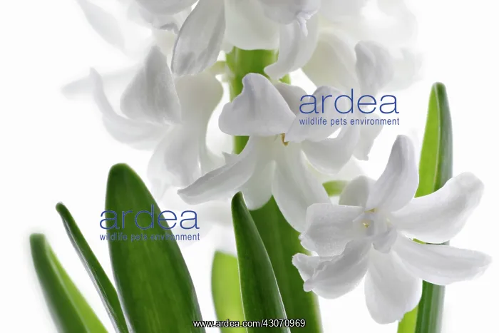 : Hyacinth, Hyacinthoides orientalis : Hyacinth, Hyacinthoides orientalis