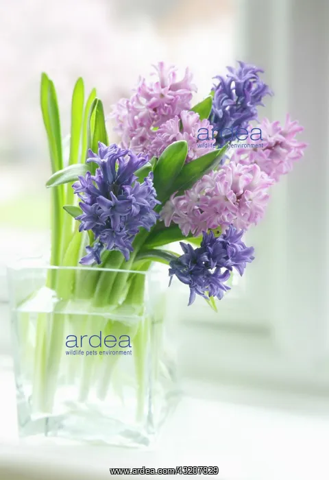 : Hyacinth, Hyacinthus : Hyacinth, Hyacinthus