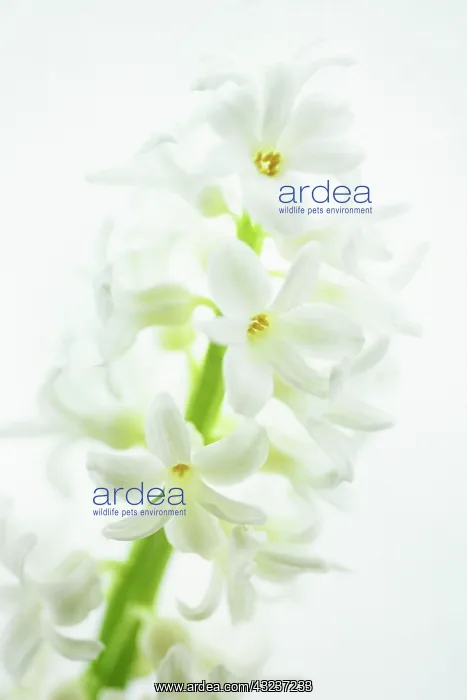 : Hyacinth, Hyacinthus : Hyacinth, Hyacinthus