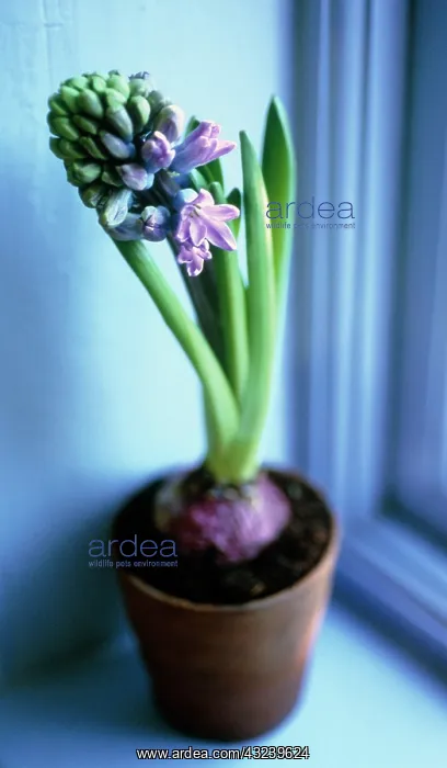 : Hyacinth, Hyacinthus : Hyacinth, Hyacinthus