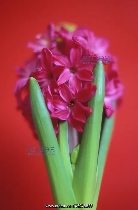: Hyacinth, Hyacinthus : Hyacinth, Hyacinthus