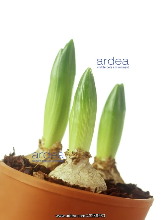 : Hyacinth, Hyacinthus : Hyacinth, Hyacinthus