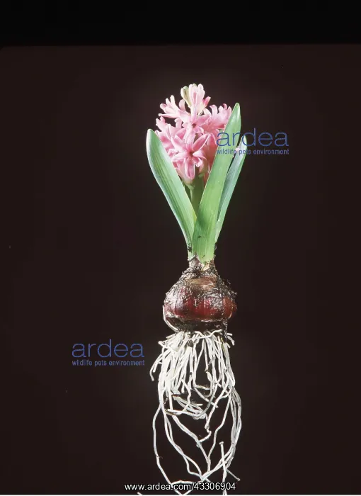 : HYACINTH : HYACINTH