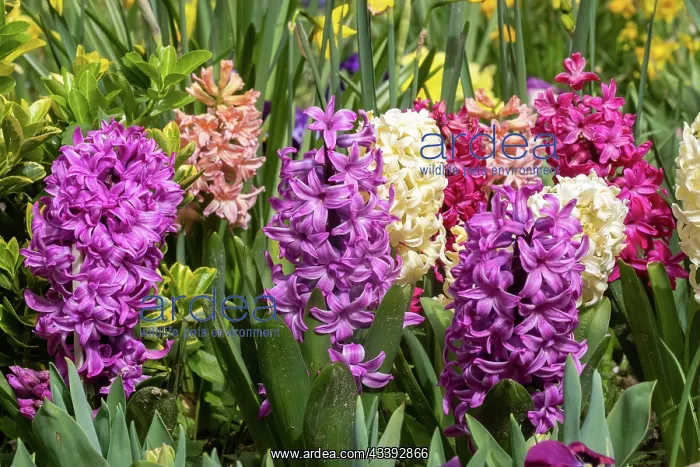  : HYACINTH. France, Bretagne, Ille et Vilaine, Jacinthes en fleur dans un jardin  /  /  France