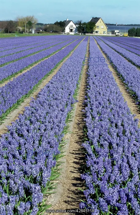 : Hyacinth Flowers being cultivated : Hyacinth Flowers being cultivated