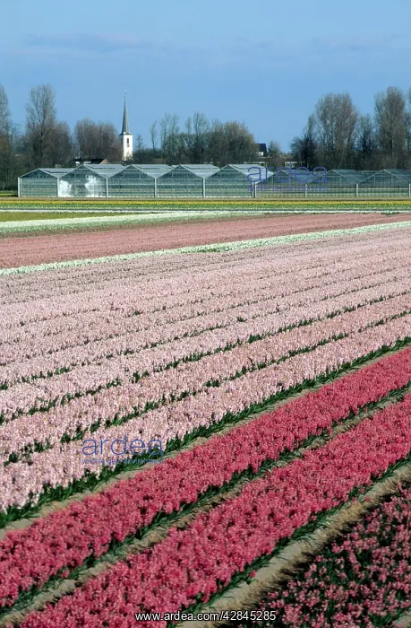 : Hyacinth Flowers being cultivated : Hyacinth Flowers being cultivated