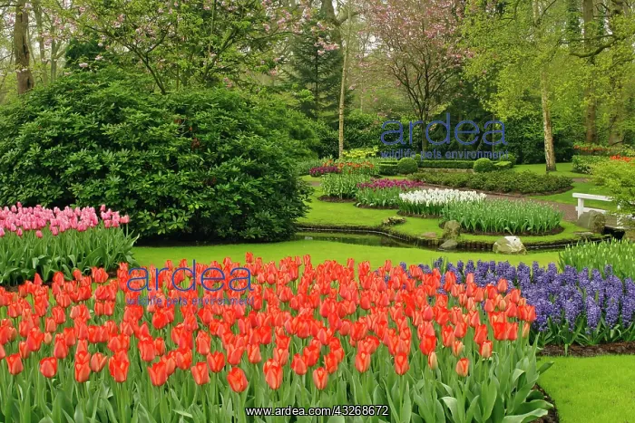 : Hyacinth flowers and tulips in garden, Keukenhof : Hyacinth flowers and tulips in garden, Keukenhof
