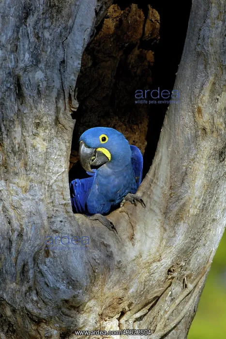 : Hyacinth, hyacinth macaw (Anodorhynchus hyacinthinus) : Hyacinth, hyacinth macaw (Anodorhynchus hyacinthinus)