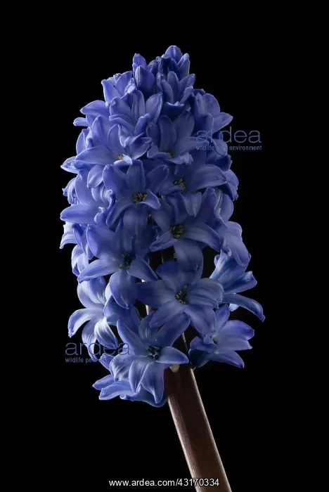 : Hyacinth, Hyacinthoides orientalis Blue pearl, single stem : Hyacinth, Hyacinthoides orientalis Blue pearl, single stem