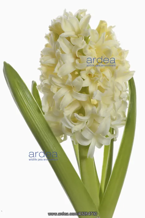 : Hyacinth, Hyacinthus, Single open cream flower head : Hyacinth, Hyacinthus, Single open cream flower head