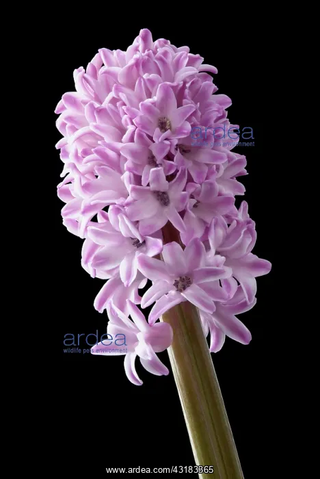 : Hyacinth, Hyacinthus, Side view of a single pink : Hyacinth, Hyacinthus, Side view of a single pink
